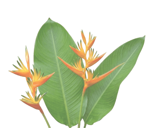 Fleur du Berceau de Moïse